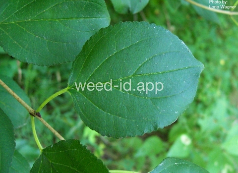 buckthorn, European
